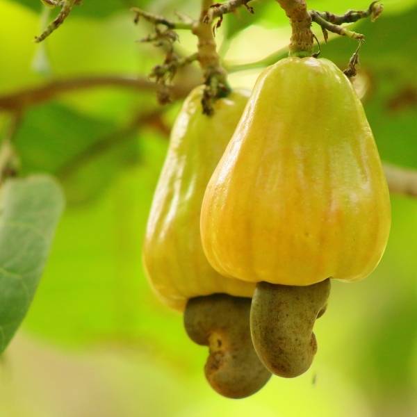 What do cashew apples taste like? The truth about cashews